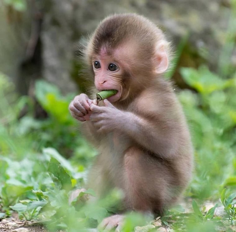 Красивая мартышка