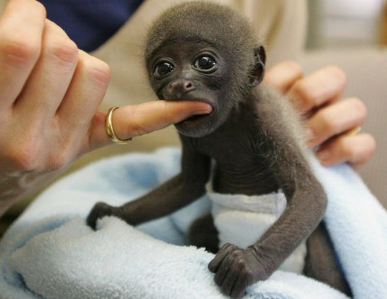 Забавные дети и животные