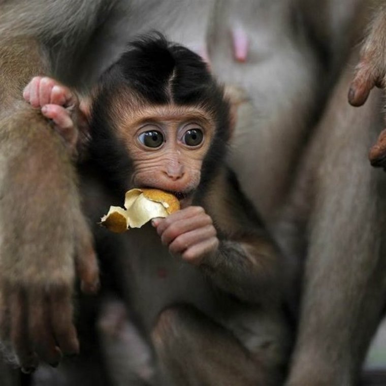 Детеныш обезьяны