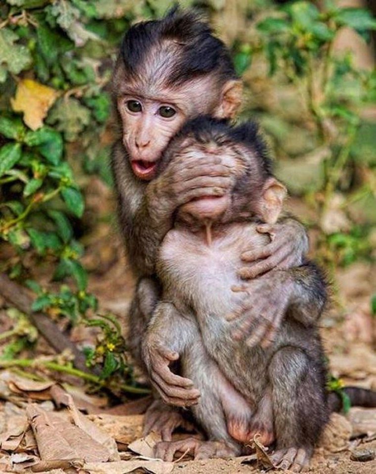 Две маленькие обезьянки