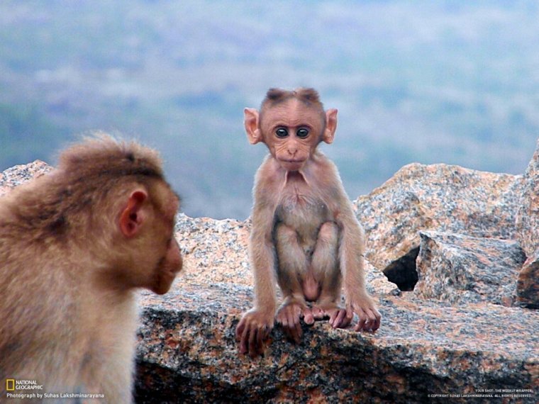 Обезьяна маленькая на пальце