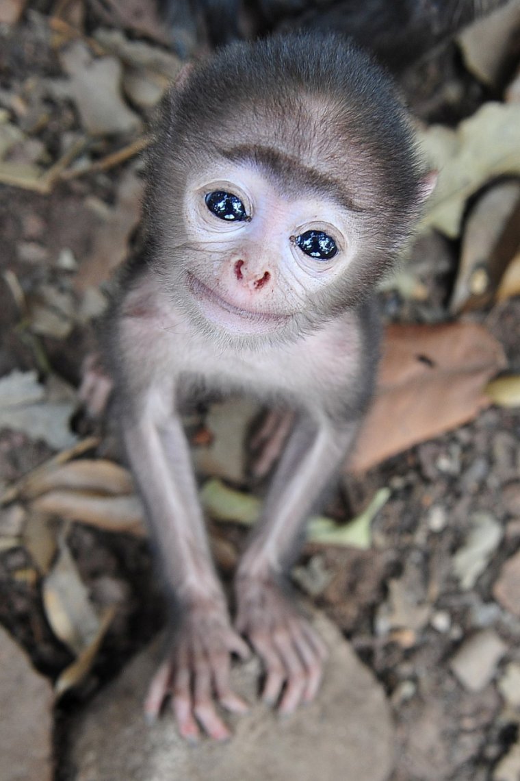 Милая маленькая обезьянка