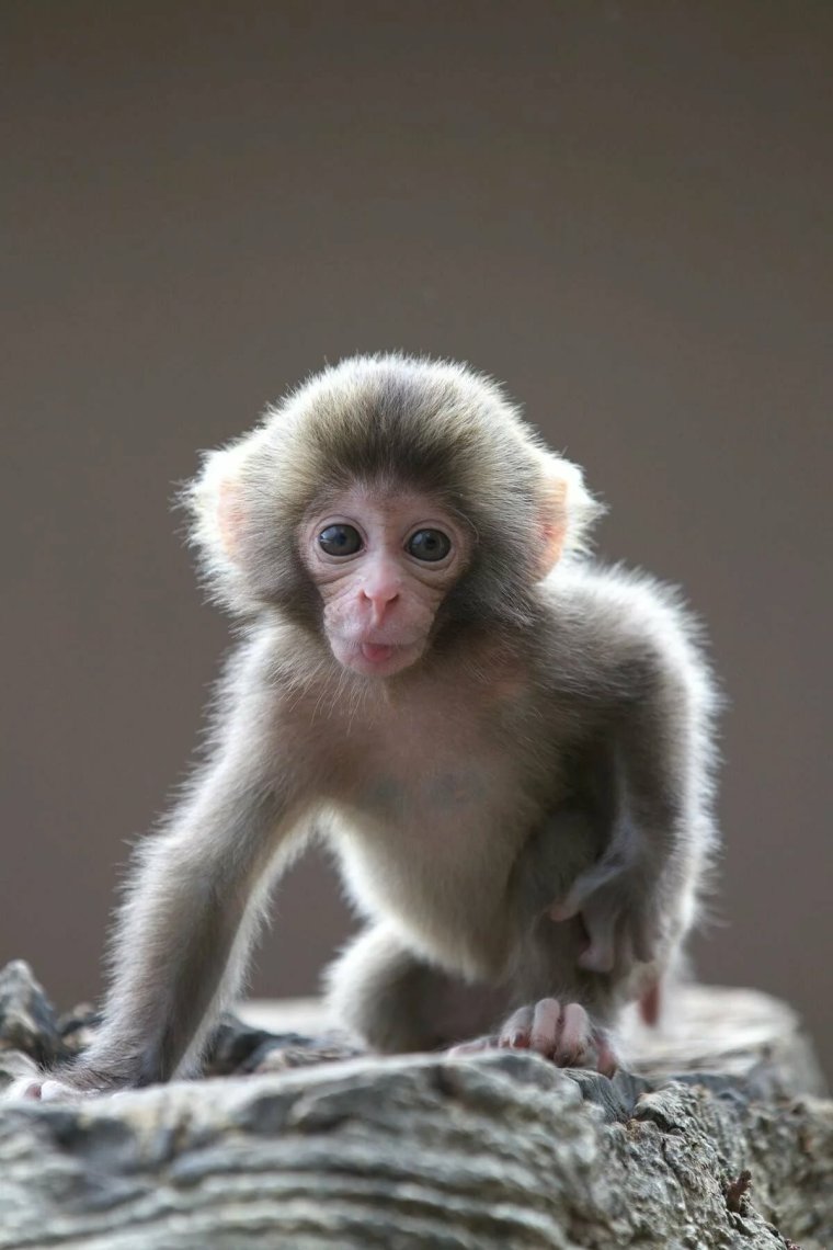 Маймун макаки