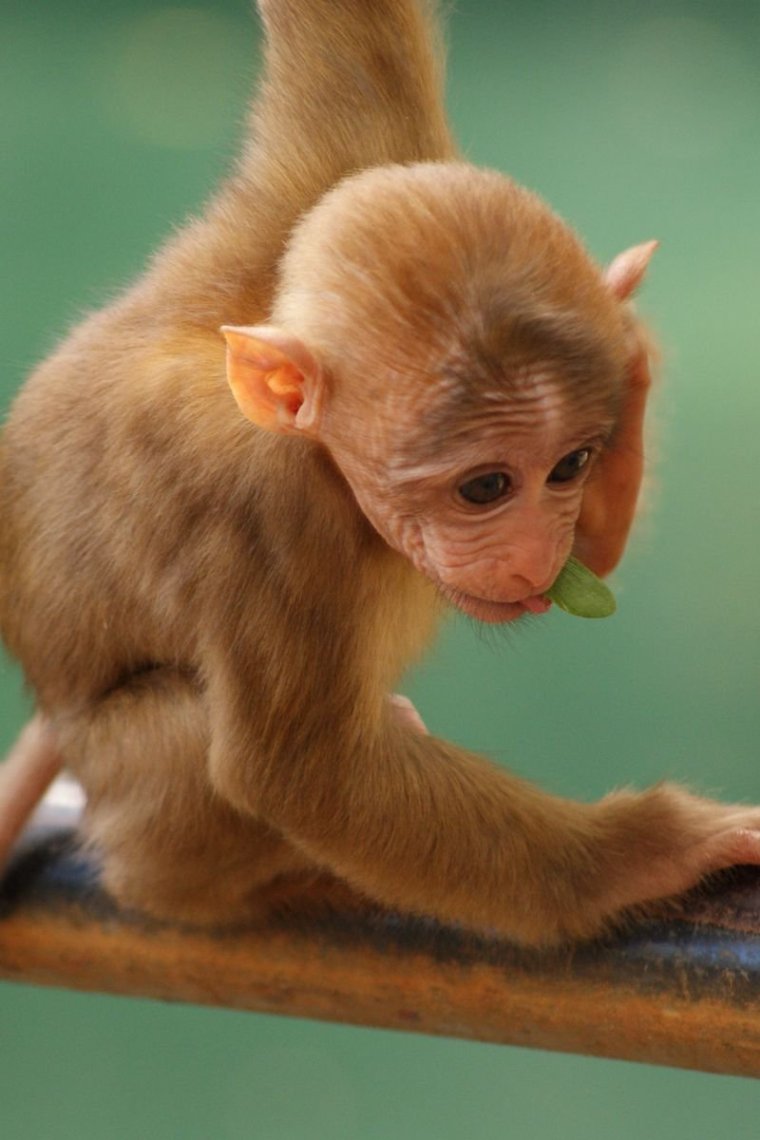Маленькая обезьянка