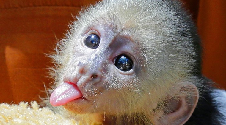 Капуцин обезьяна домашняя