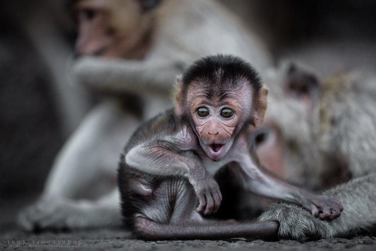 Маленькая ушастая обезьяна