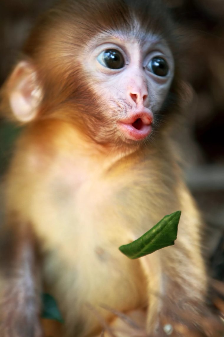 Детеныш макаки