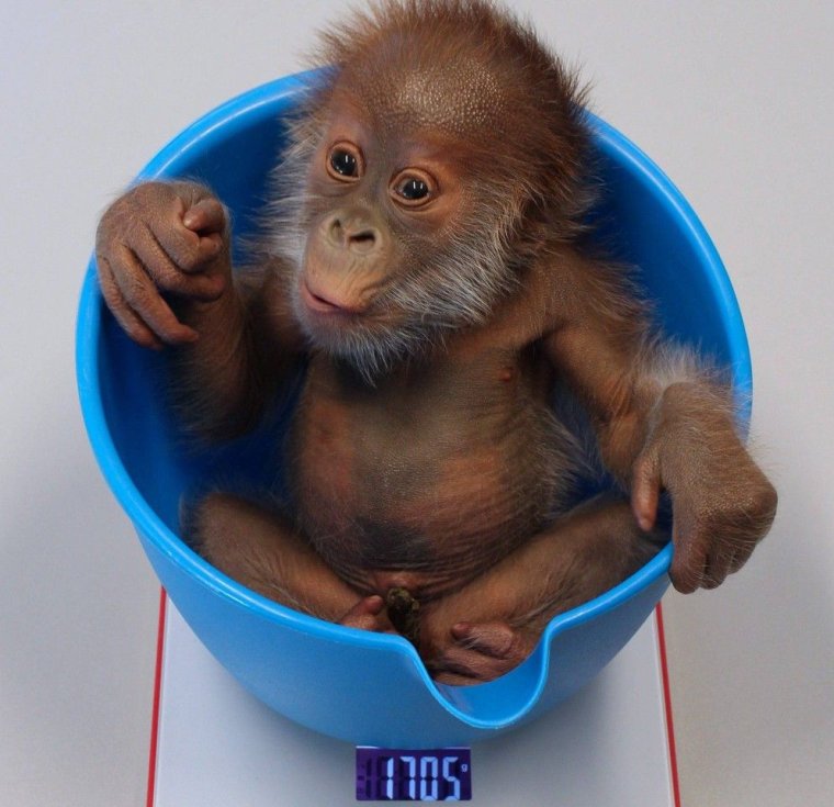 Крашеная обезьянка