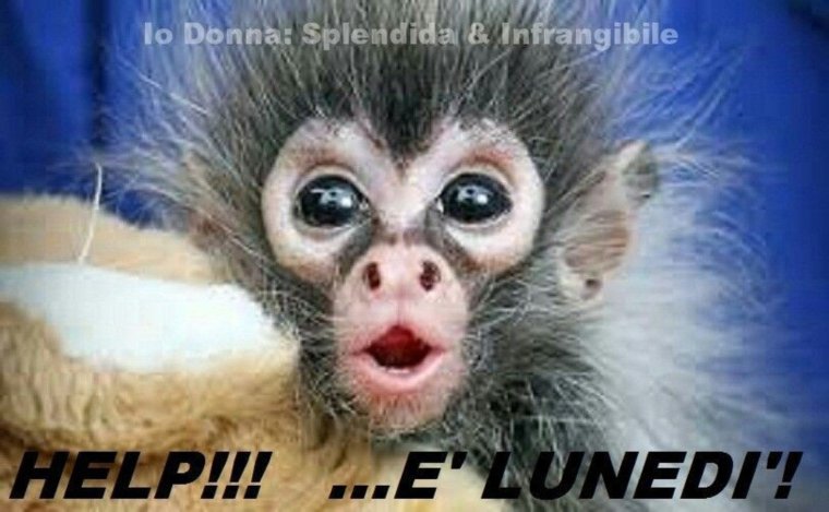 Детеныш орангутанга