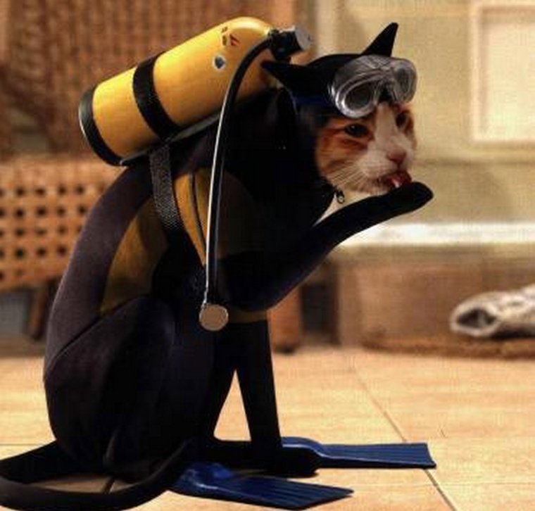 Кот в ластах