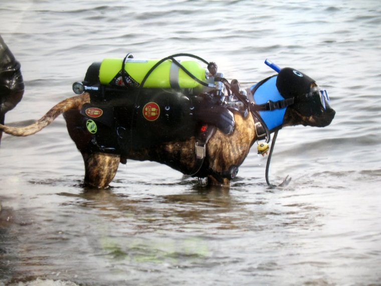 Акваланг для животных