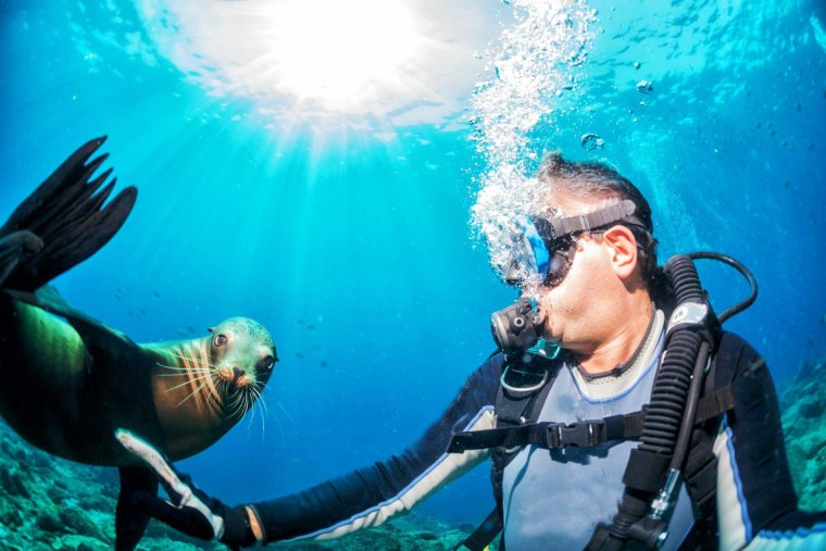 Галапагосы дайвинг тюлень