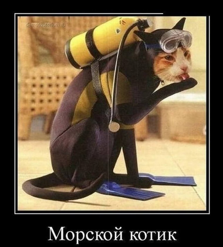 Кот аквалангист