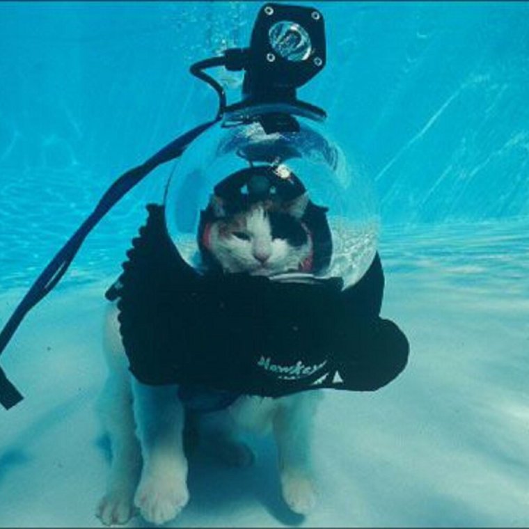 Кот аквалангист