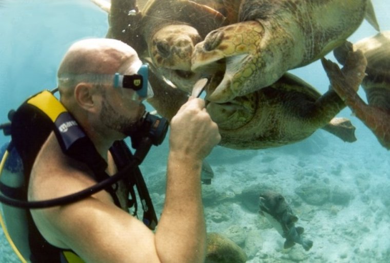 Дайвинг смешно