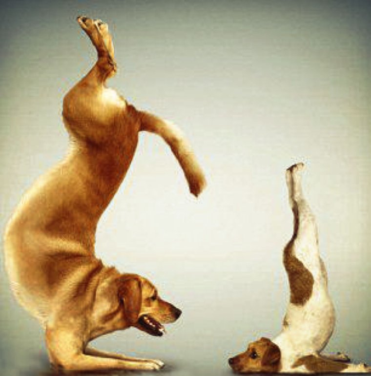 Прикольная йога