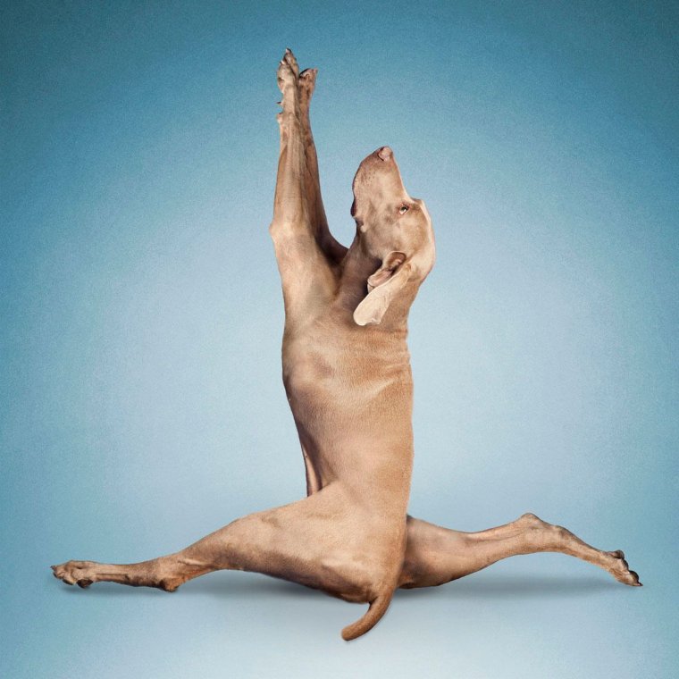 Позы животных