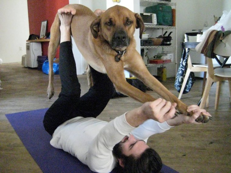 Дога йога с собакой