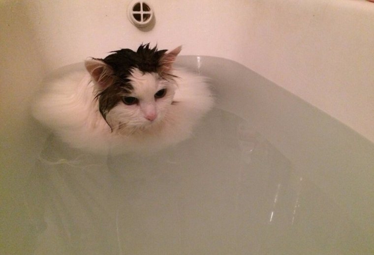 Кот в ванной Мем