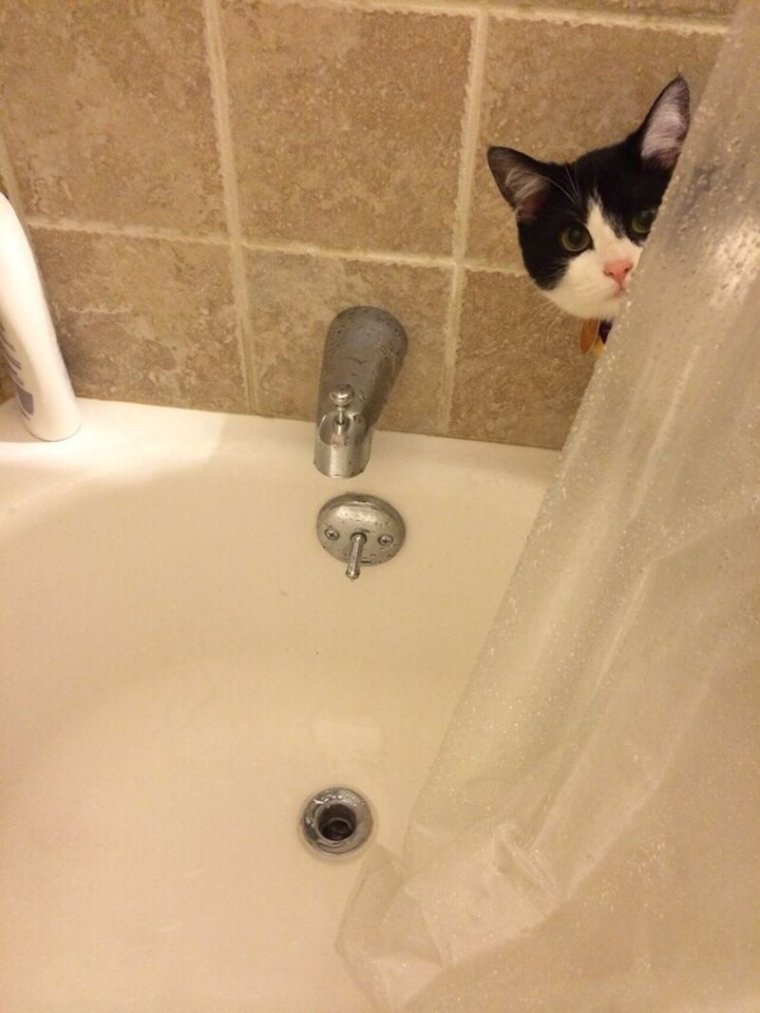 Кот в ванне