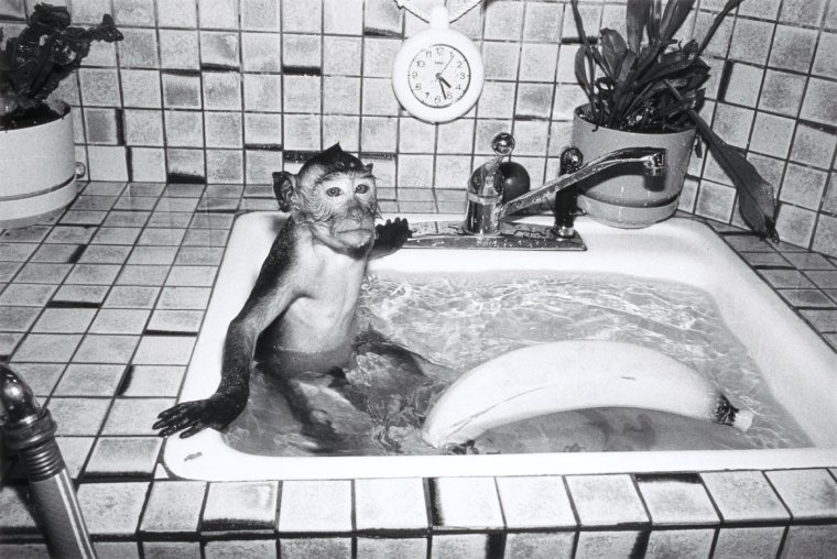 Обезьяна в ванной