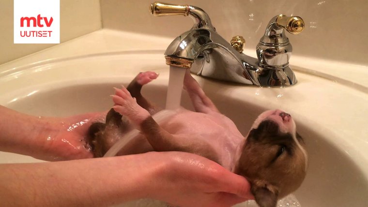 Купание в ванной прикольные