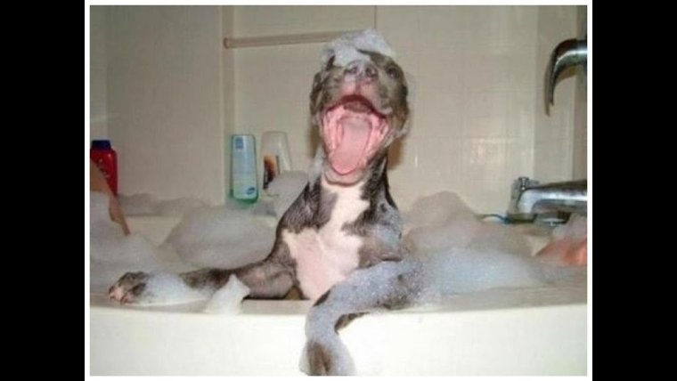Смешные животные моются