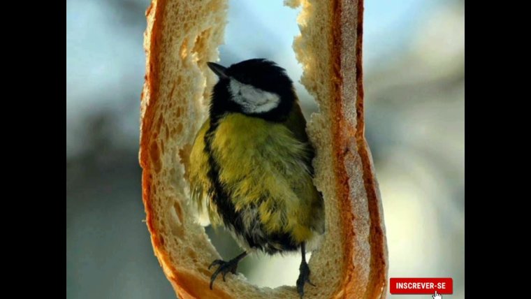 Кормушка для синиц