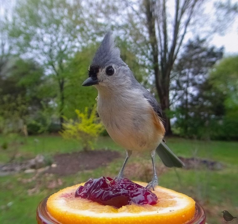 Птица с камерой
