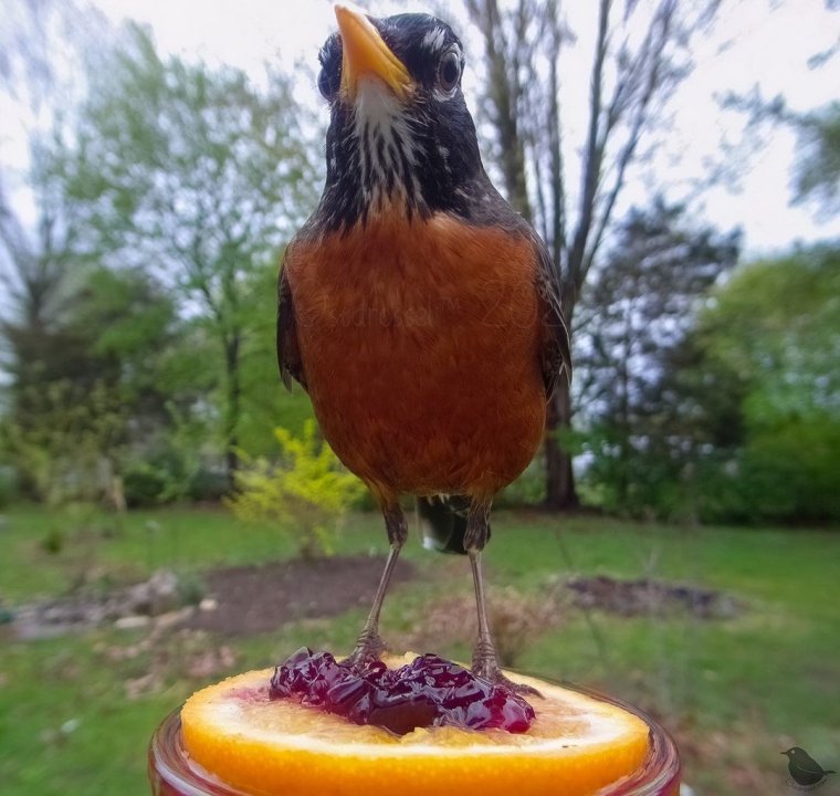 Камера на дереве прикол
