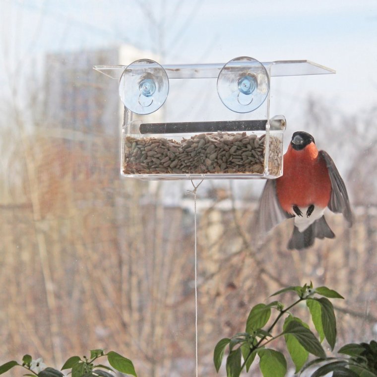 Еда для птичек