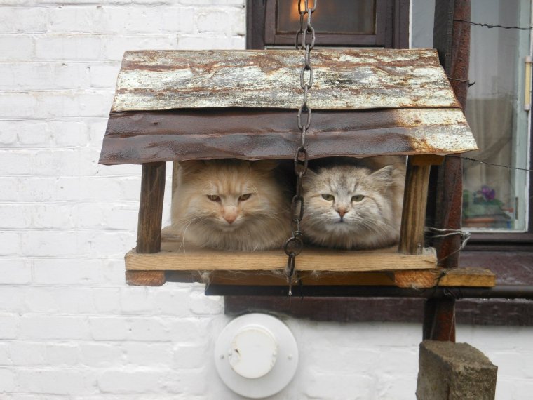 Кот в скворечнике