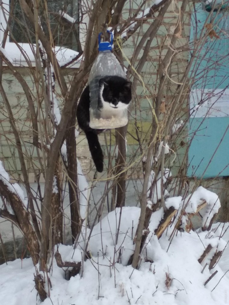 Смешные кормушки для птиц