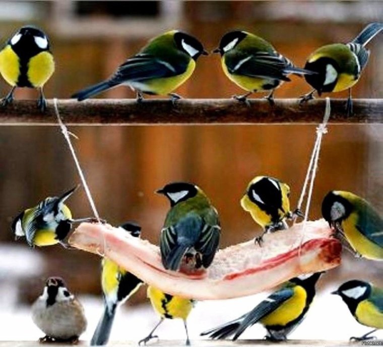 Веселый скворечник