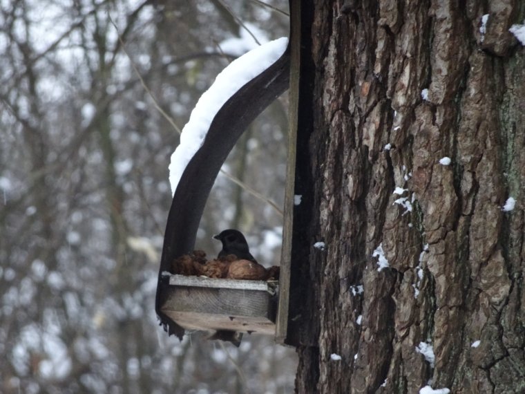Прикольные кормушки