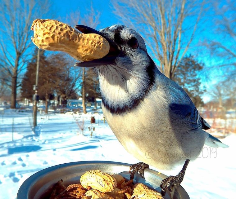 Кот в птичьей кормушке
