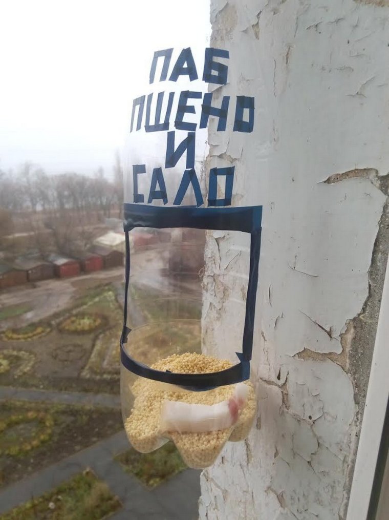 Ворона в кормушке