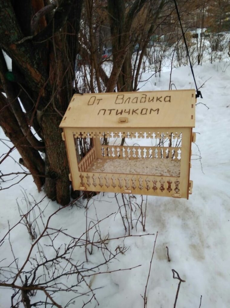 Птицы во дворе