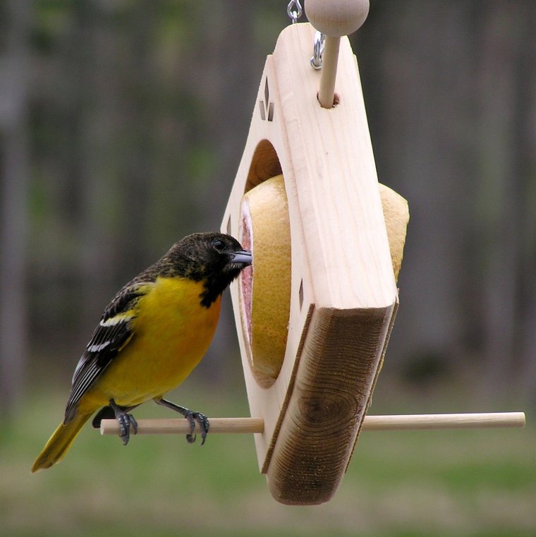 Кормушка для птиц прикол