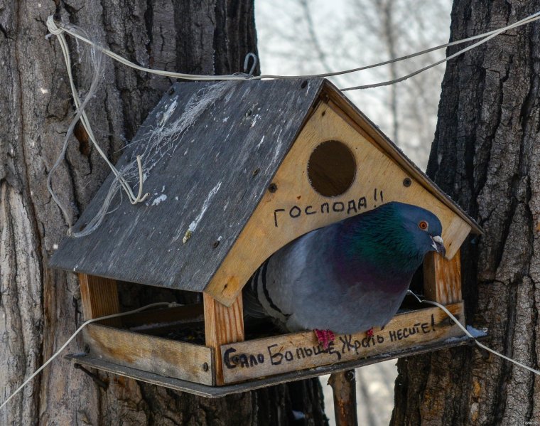 Скворечник для голубей