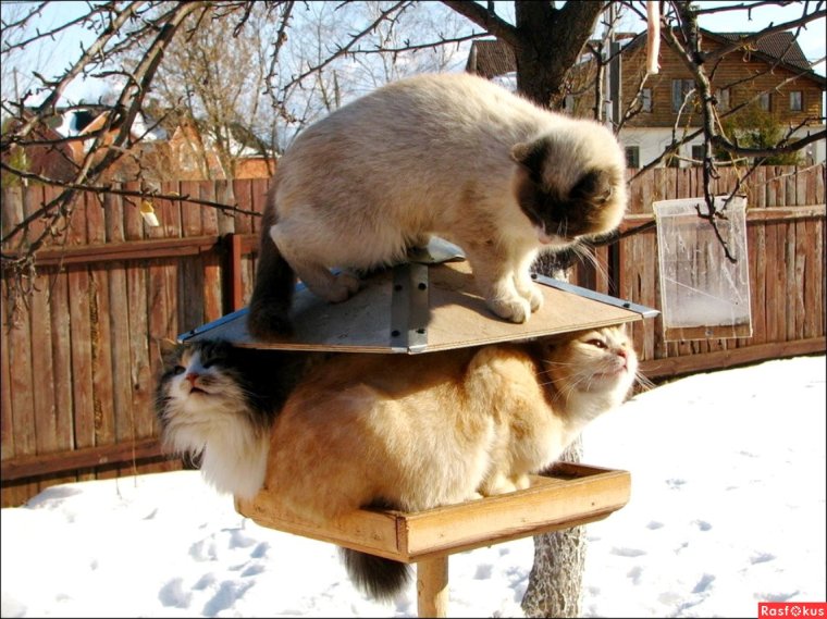 Скворечник камера