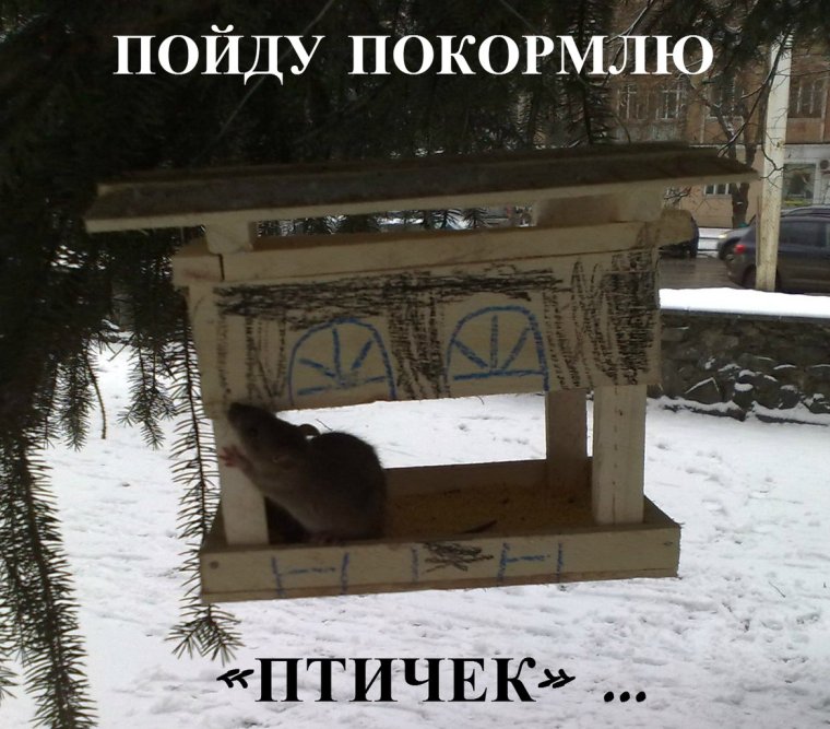 Кормушки прикол ютуб