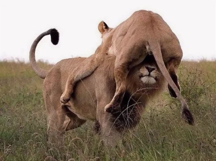 Львица на голове у Льва