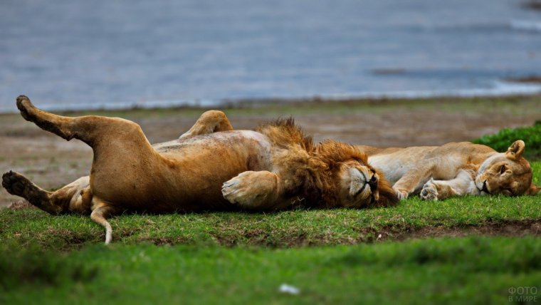 Львенок лежит на спине