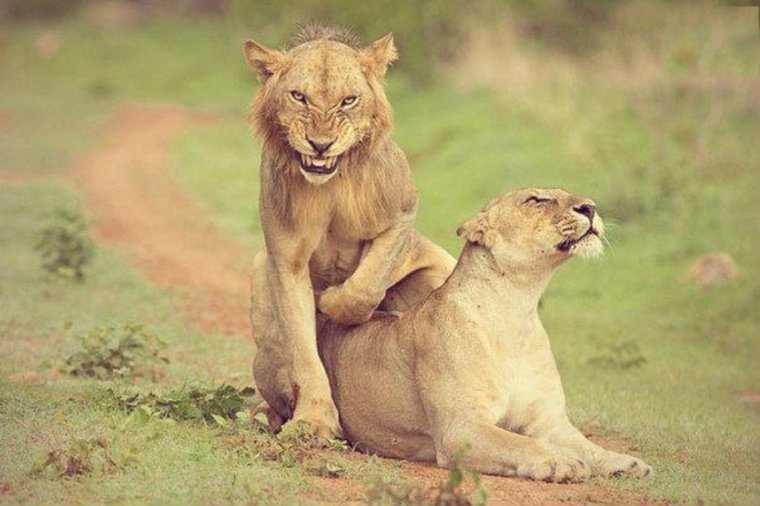 Худая львица