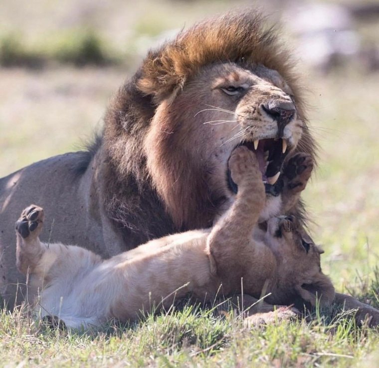 Львица смешно