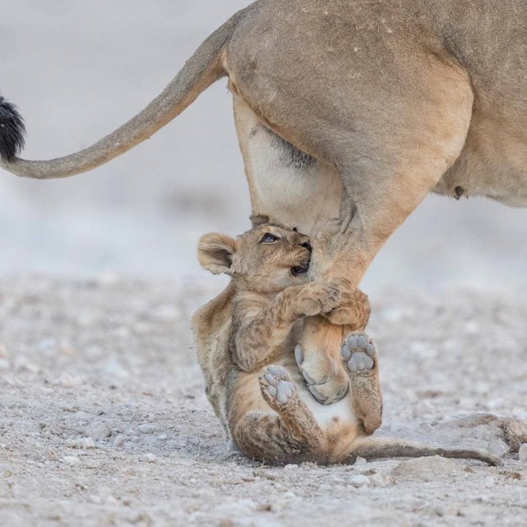 Попа львицы