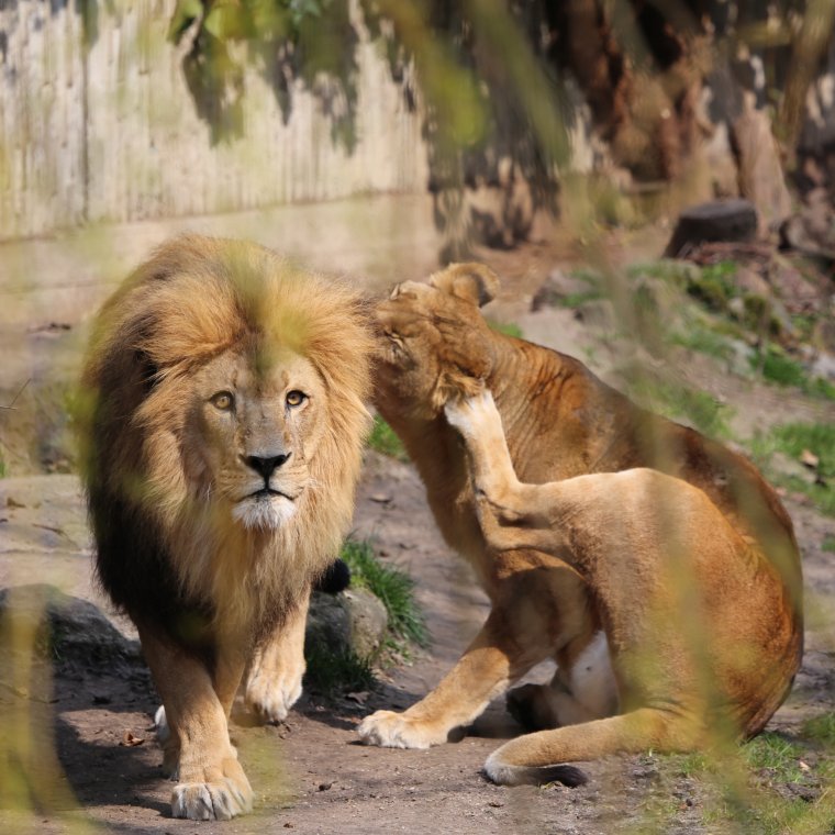 Лев картинки