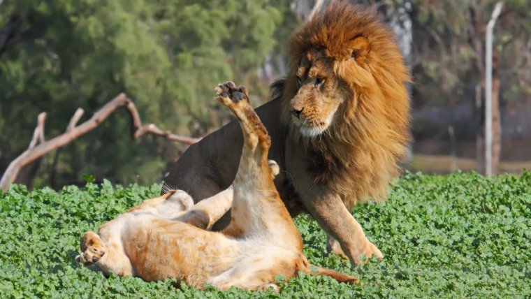 Львица лежит на Льве