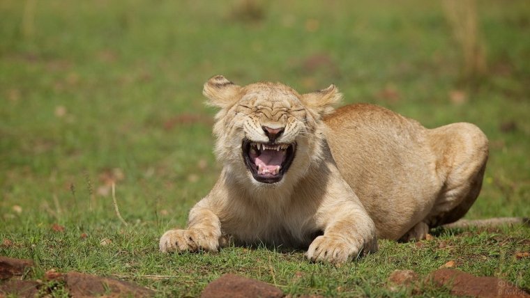 Смешная львица